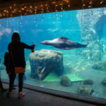 Sea Lion Cove at Fresno Chaffee Zoo, located walking distance from Park View Mobile Home Park.